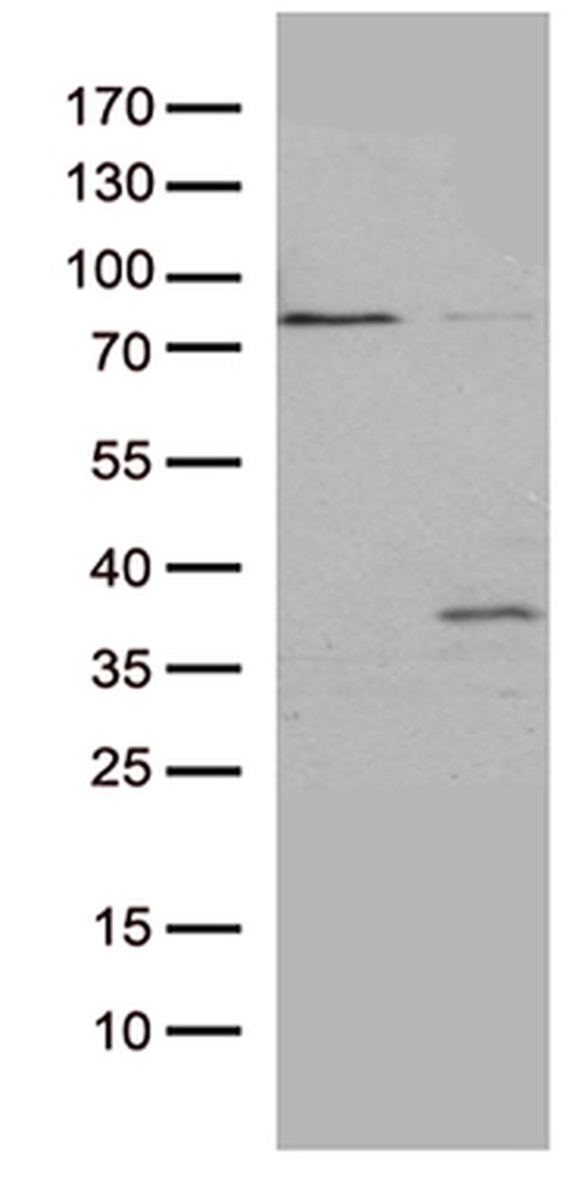 GSG1 Antibody in Western Blot (WB)