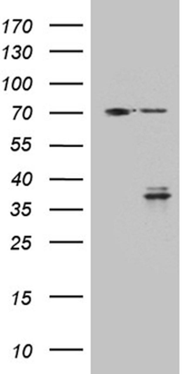 GSG1 Antibody in Western Blot (WB)