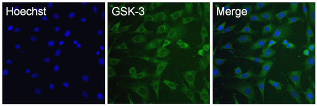 GSK3 alpha/beta Antibody in Immunocytochemistry (ICC/IF)