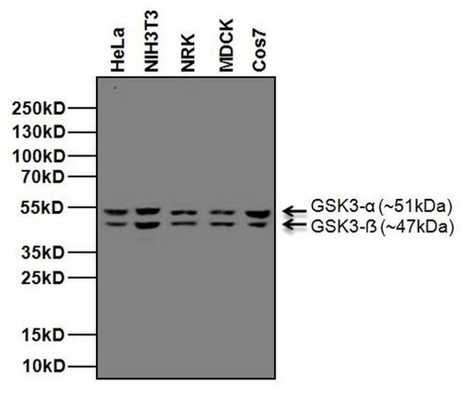 GSK3 alpha/beta Antibody in Western Blot (WB)