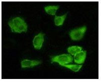 GSK3 alpha Antibody in Immunocytochemistry (ICC/IF)