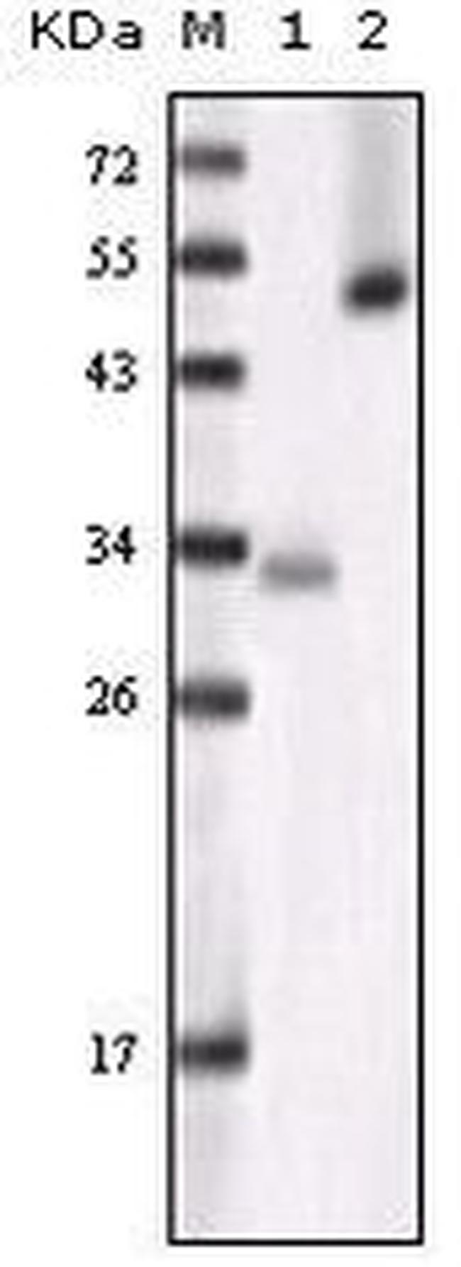 GSK3 alpha Antibody in Western Blot (WB)