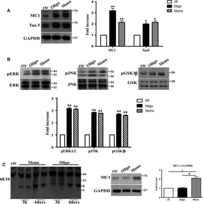 Phospho-GSK3B (Tyr216, Tyr279) Antibody in Western Blot (WB)