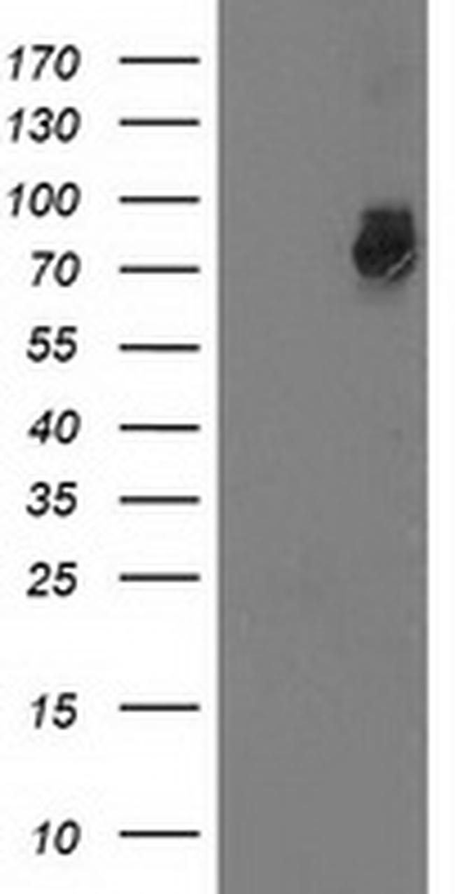 GSPT2 Antibody in Western Blot (WB)