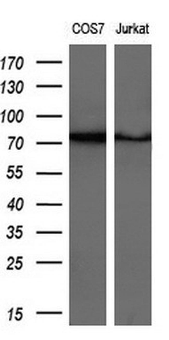 GSPT2 Antibody in Western Blot (WB)