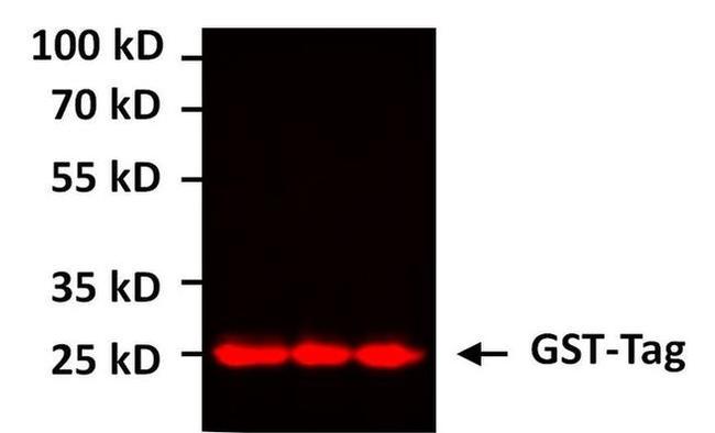 GST Tag Antibody in Western Blot (WB)