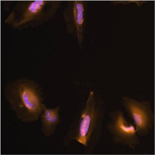 GST Tag Antibody in Immunocytochemistry (ICC/IF)