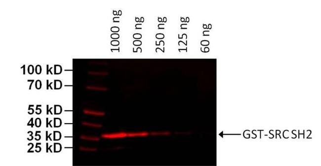 GST Tag Antibody in Western Blot (WB)