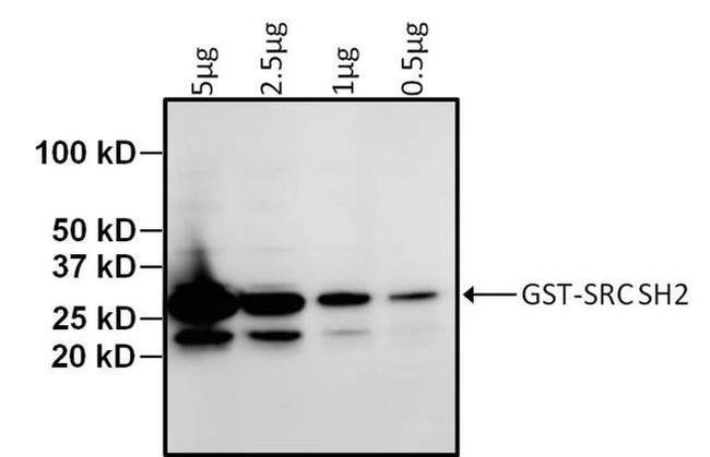 GST Tag Antibody in Western Blot (WB)