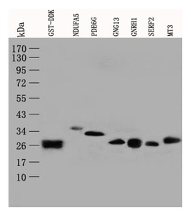 GST Antibody in Western Blot (WB)