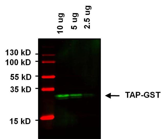 GST Tag Antibody in Western Blot (WB)