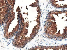 GSTT2 Antibody in Immunohistochemistry (Paraffin) (IHC (P))