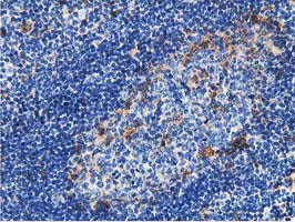 GSTT2 Antibody in Immunohistochemistry (Paraffin) (IHC (P))