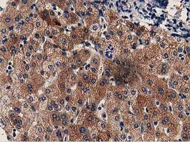 GSTT2 Antibody in Immunohistochemistry (Paraffin) (IHC (P))