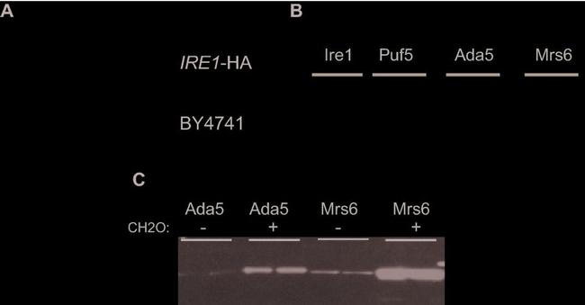 GST Tag Antibody in Western Blot (WB)