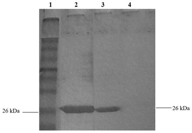 GST Tag Antibody in Western Blot (WB)