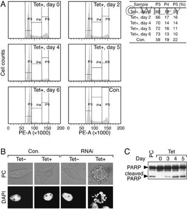 PARP1 Antibody in Western Blot (WB)