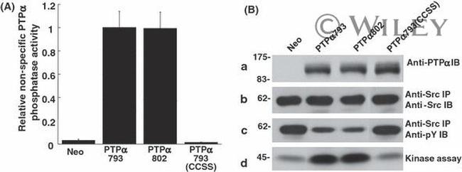 SRC (active) Antibody in Western Blot (WB)