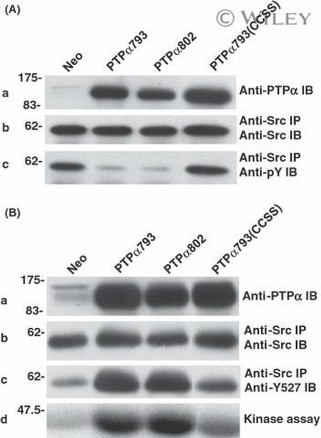 SRC (active) Antibody in Western Blot (WB)