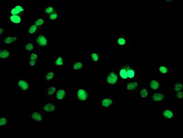 GTF2F1 Antibody in Immunocytochemistry (ICC/IF)