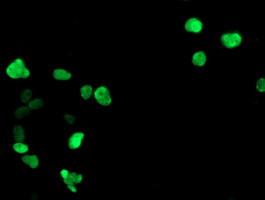 GTF2F1 Antibody in Immunocytochemistry (ICC/IF)