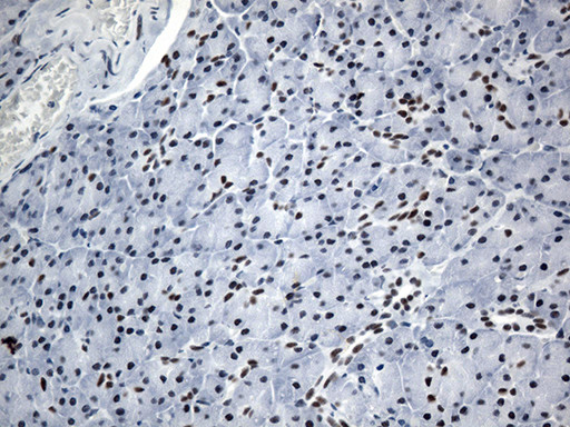 GTF3C4 Antibody in Immunohistochemistry (Paraffin) (IHC (P))