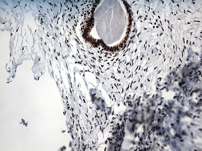 GTF3C4 Antibody in Immunohistochemistry (Paraffin) (IHC (P))