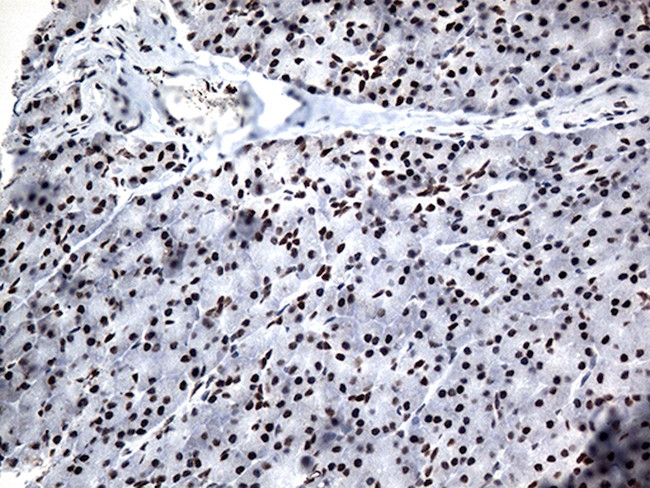 GTF3C4 Antibody in Immunohistochemistry (Paraffin) (IHC (P))