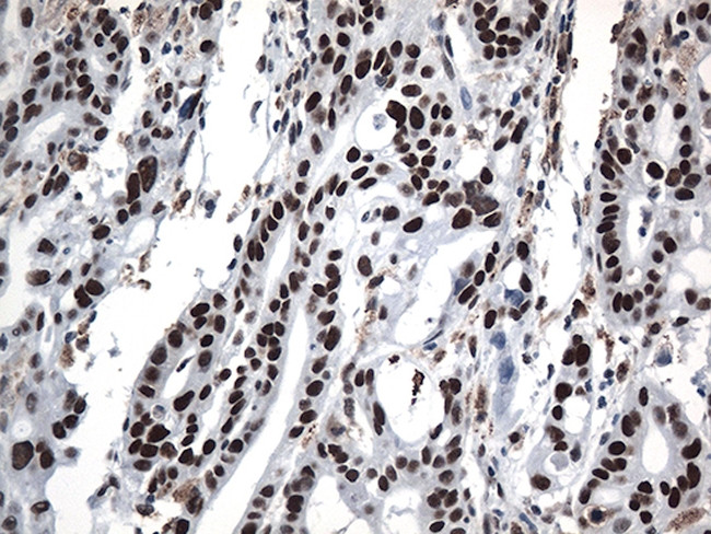 GTF3C4 Antibody in Immunohistochemistry (Paraffin) (IHC (P))