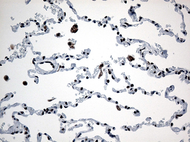 GTF3C4 Antibody in Immunohistochemistry (Paraffin) (IHC (P))