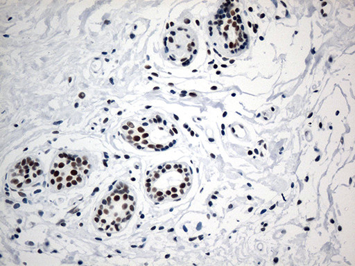 GTF3C4 Antibody in Immunohistochemistry (Paraffin) (IHC (P))