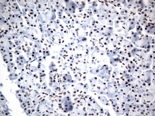 GTF3C4 Antibody in Immunohistochemistry (Paraffin) (IHC (P))