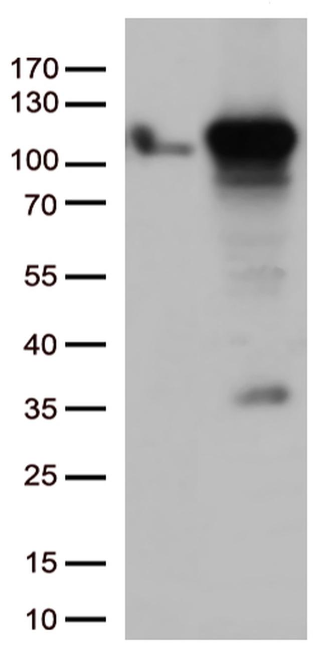 GTF3C4 Antibody in Western Blot (WB)