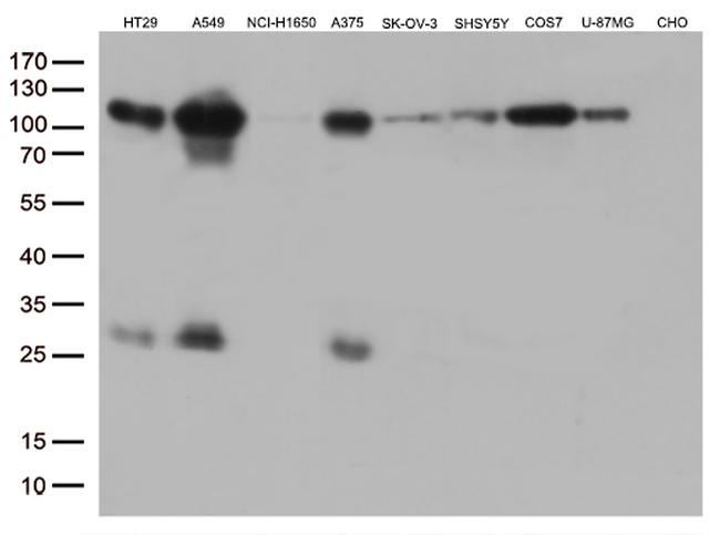 GTF3C4 Antibody in Western Blot (WB)