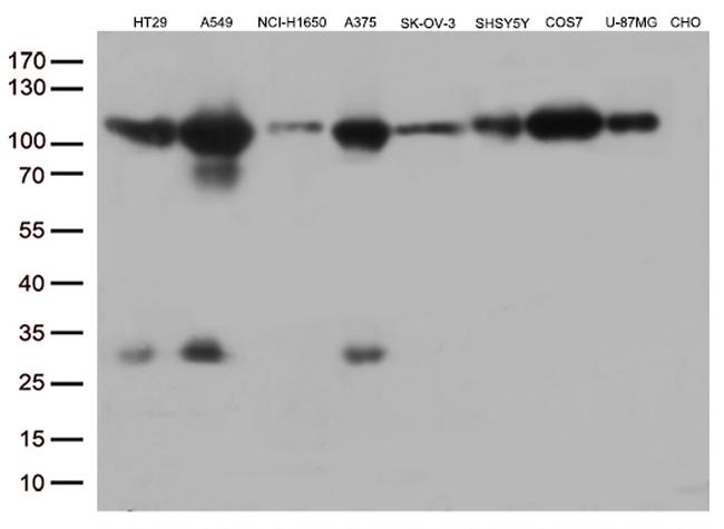 GTF3C4 Antibody in Western Blot (WB)