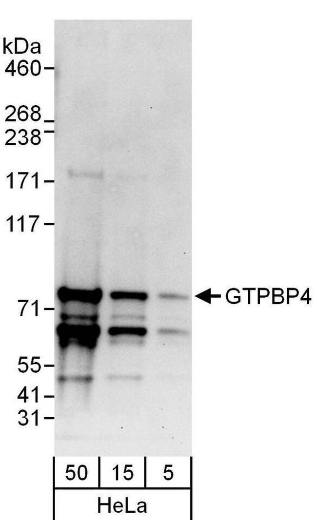 GTPBP4 Antibody in Western Blot (WB)