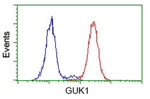 GUK1 Antibody in Flow Cytometry (Flow)