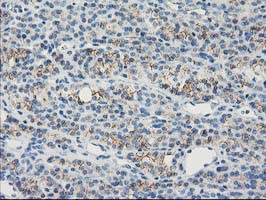 GUK1 Antibody in Immunohistochemistry (Paraffin) (IHC (P))