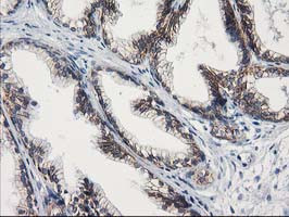 GUK1 Antibody in Immunohistochemistry (Paraffin) (IHC (P))