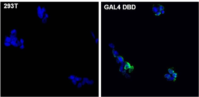 GAL4 Antibody in Immunocytochemistry (ICC/IF)