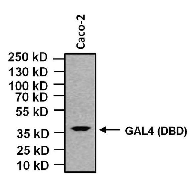 GAL4 Antibody in Western Blot (WB)