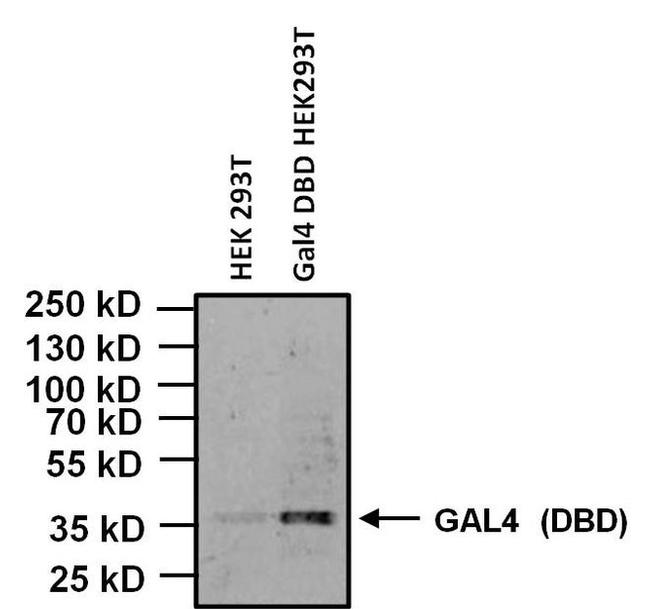 GAL4 Antibody in Western Blot (WB)