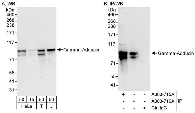 Gamma-Adducin Antibody in Western Blot (WB)