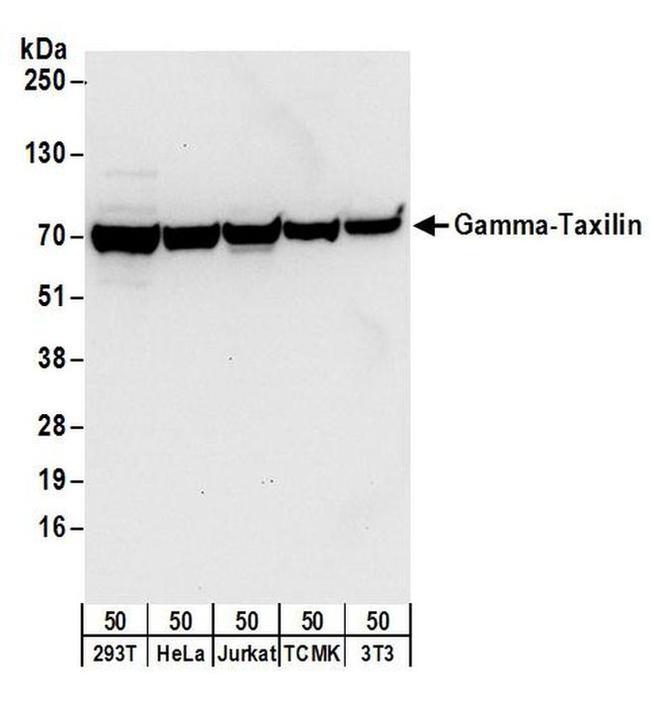 Gamma-Taxilin Antibody in Western Blot (WB)