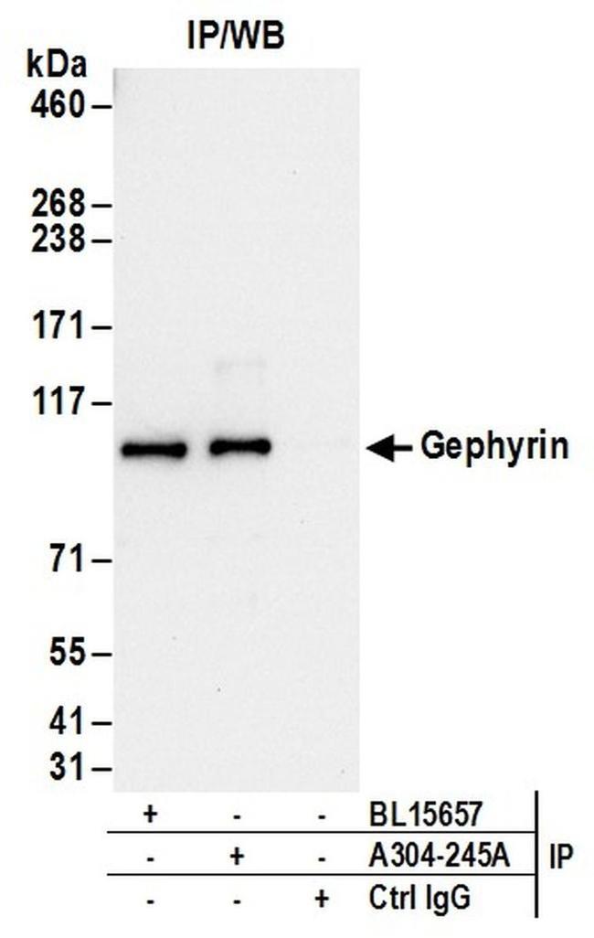 Gephyrin Antibody in Western Blot (WB)