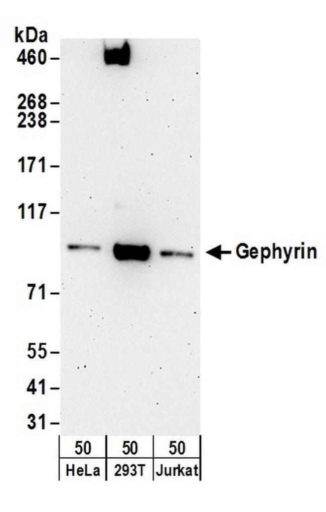 Gephyrin Antibody in Western Blot (WB)