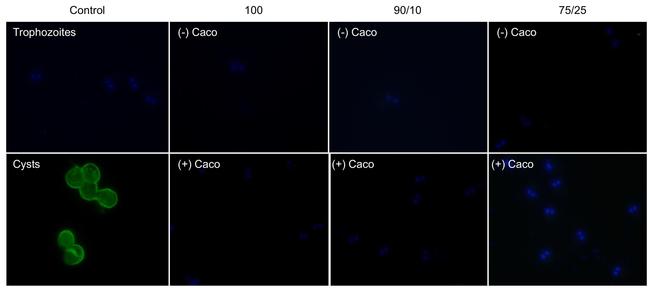 Giardia lamblia 65 kDa Antibody in Immunocytochemistry (ICC/IF)