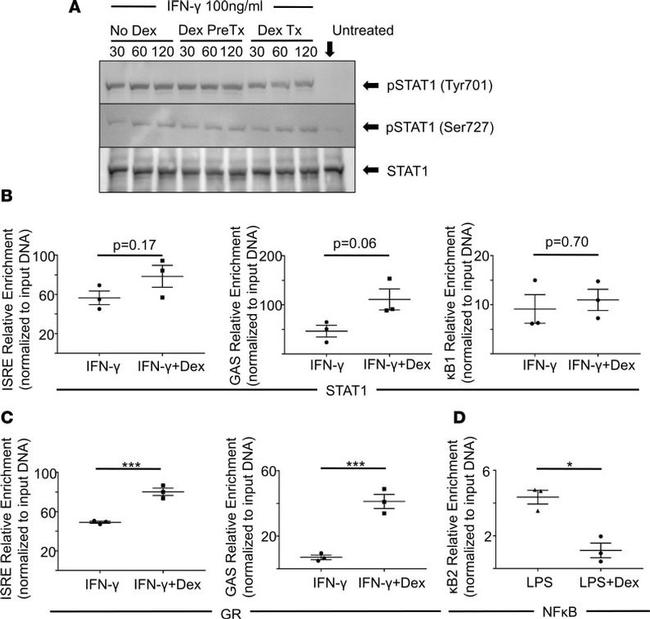 Glucocorticoid Receptor Antibody in ChIP Assay (ChIP)