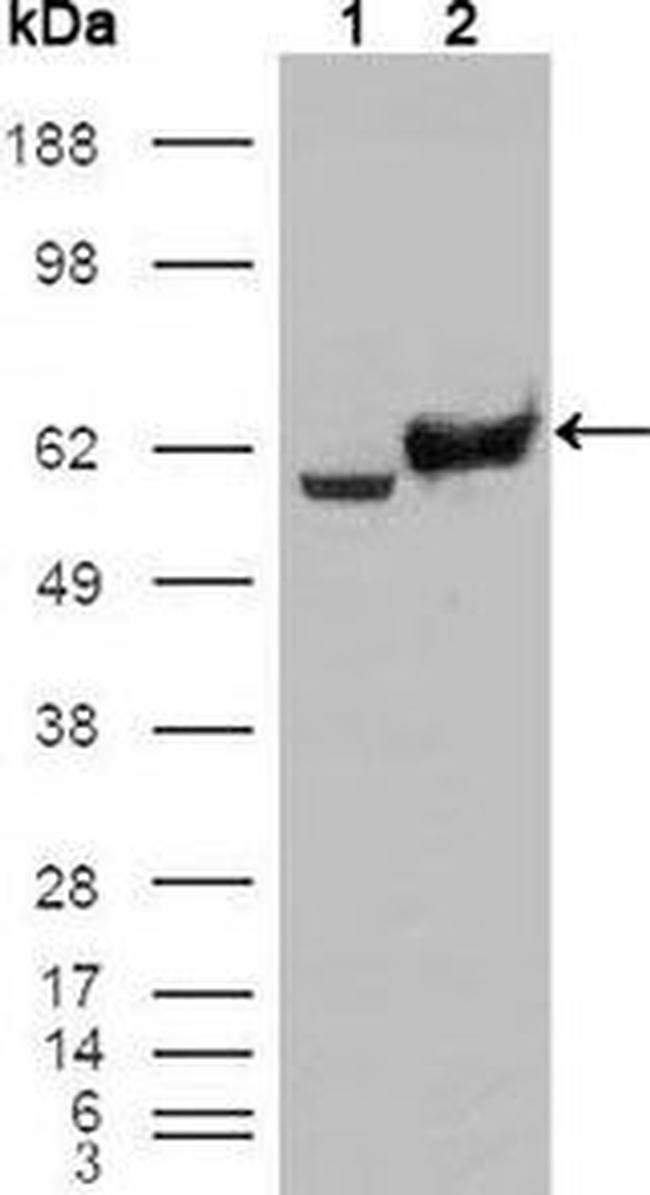 GPI Antibody in Western Blot (WB)