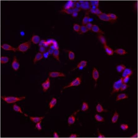 GRP78 Antibody in Immunocytochemistry (ICC/IF)